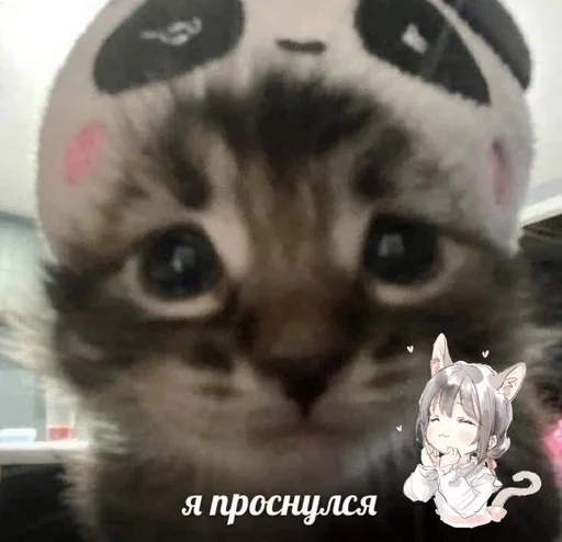 Эмодзи ' мяу . . ↬ >> ??