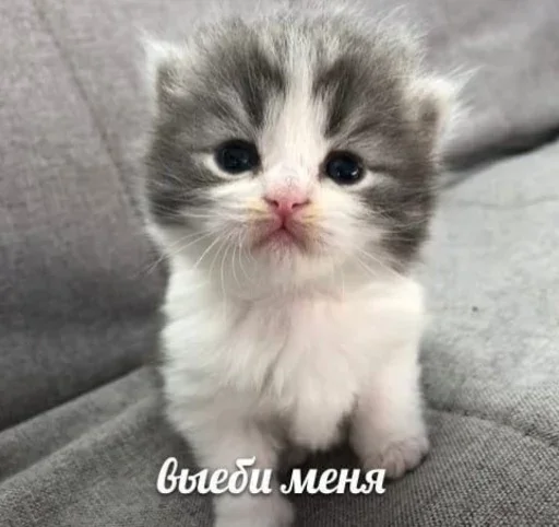 Эмодзи ' мяу . . ↬ >> ??