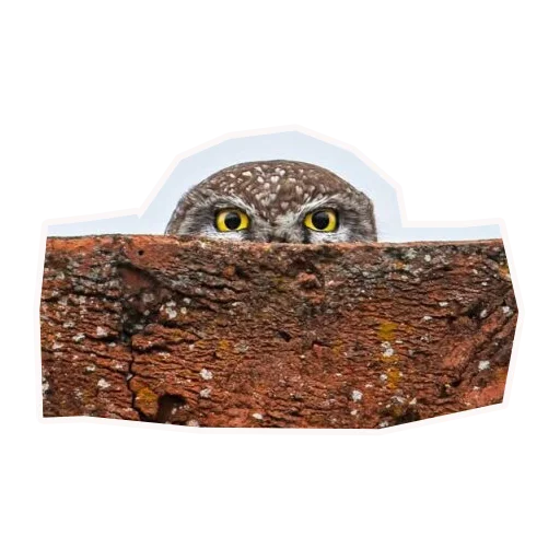 Эмодзи Анимал22