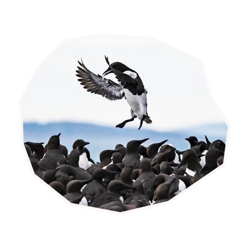 Эмодзи Анимал22