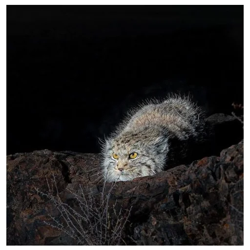 Эмодзи Дикие манулы