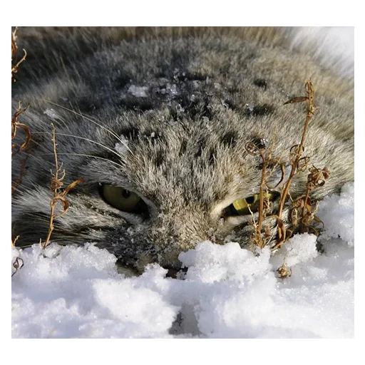 Эмодзи Дикие манулы