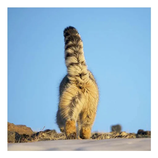 Эмодзи Дикие манулы