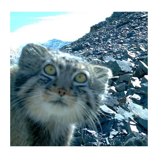 Эмодзи Дикие манулы