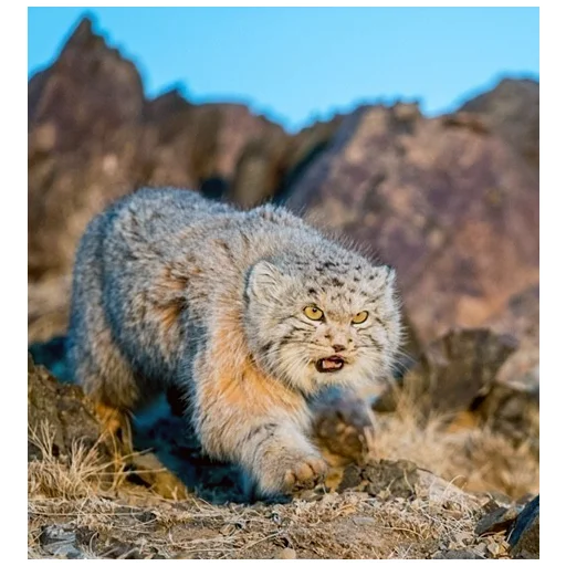 Эмодзи Дикие манулы