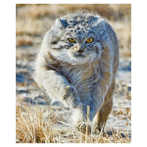 Эмодзи Дикие манулы