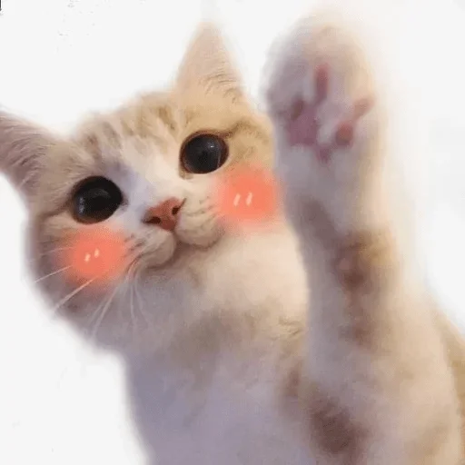 Эмодзи wikkin✨