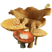 Эмодзи 🧙♂;;🧶 𝖜𝖎𝖙𝖈𝖍 𝖆𝖊𝖘𝖙𝖍𝖊𝖙𝖎𝖈