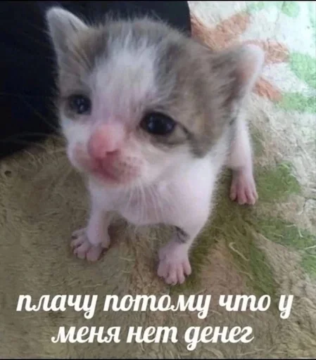 Эмодзи котики