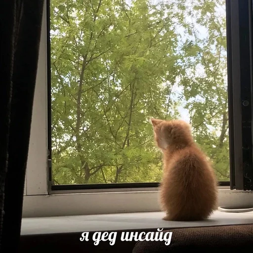 Эмодзи котики