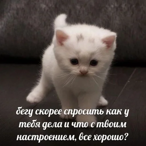 Эмодзи котики