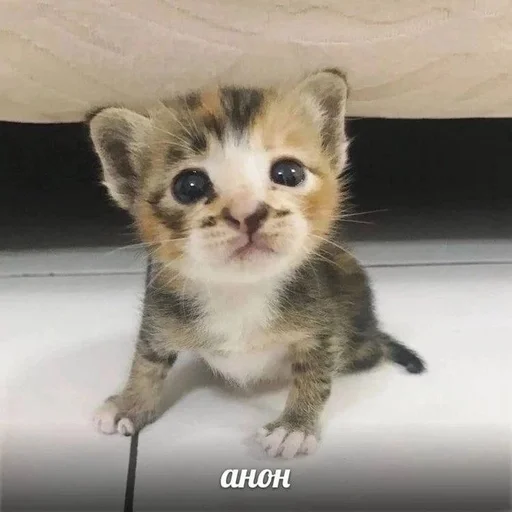 Эмодзи котики