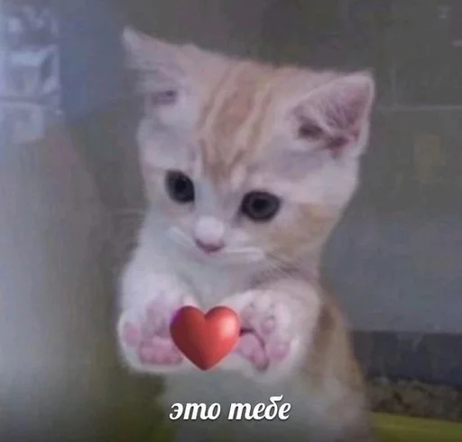 Эмодзи котики