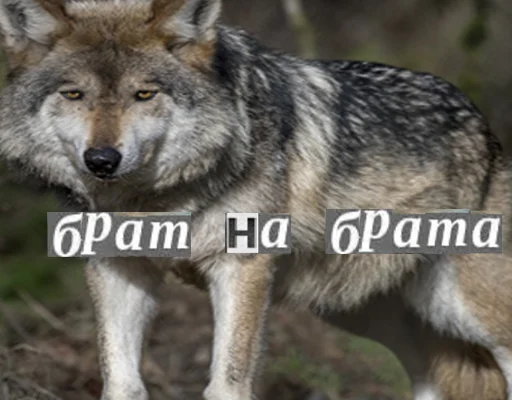 Эмодзи Волк за брата
