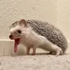 Эмодзи Hedgehogs