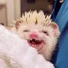 Эмодзи Hedgehogs