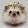 Эмодзи Hedgehogs