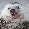 Эмодзи Hedgehogs