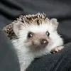 Эмодзи Hedgehogs