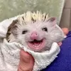 Эмодзи Hedgehogs