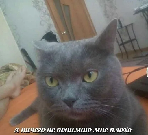 Эмодзи Cats memes