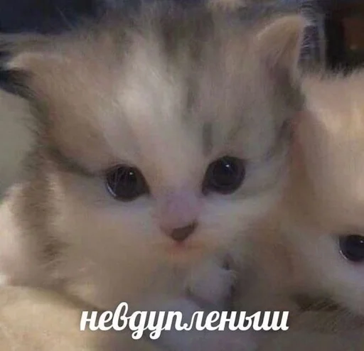 Эмодзи Cats memes
