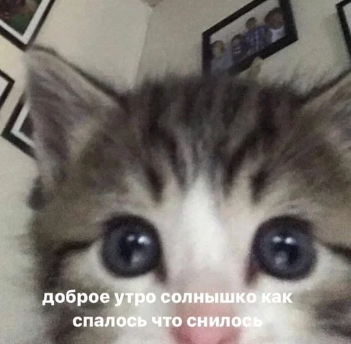 Эмодзи Cats memes