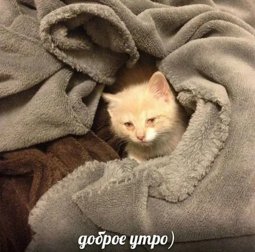 Эмодзи Cats memes