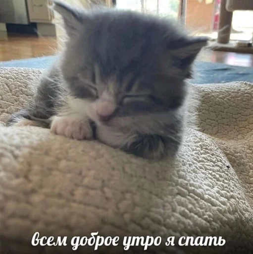 Эмодзи Cats memes
