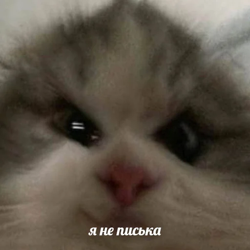 Эмодзи я писька?