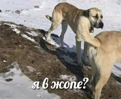 Эмодзи я писька?
