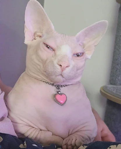 Эмодзи кошечка гламурная