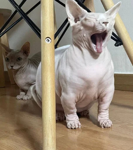 Эмодзи кошечка гламурная