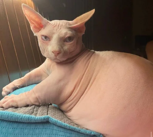 Эмодзи кошечка гламурная
