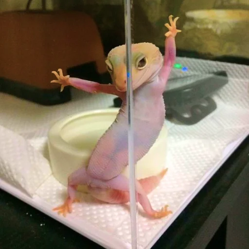 Эмодзи Ящерица