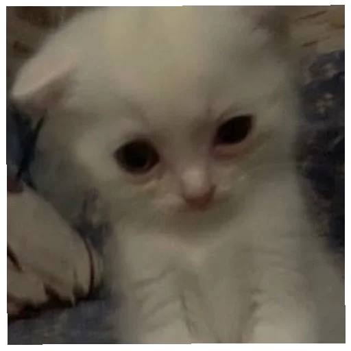 Эмодзи юбочка чулочки я чвк фембойчик)))