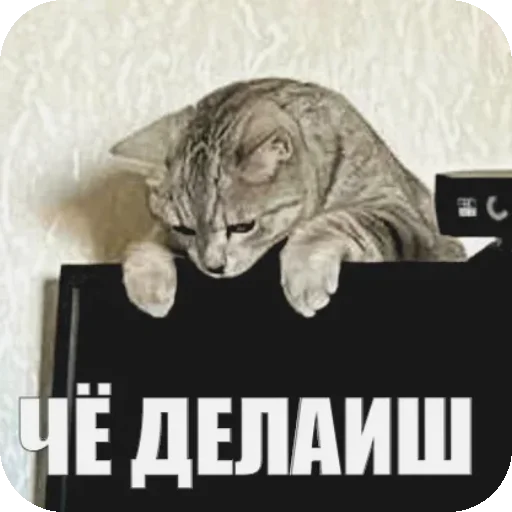 Эмодзи Yuki