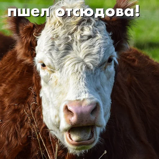 Эмодзи Crazed