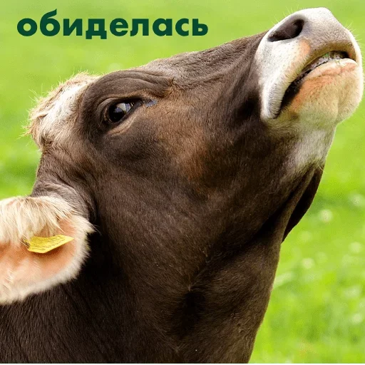 Эмодзи Crazed