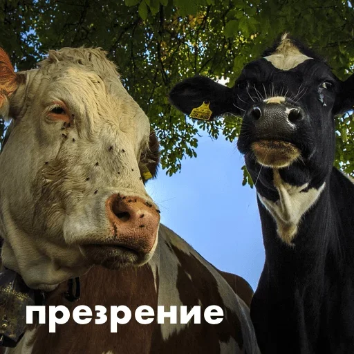 Эмодзи Crazed
