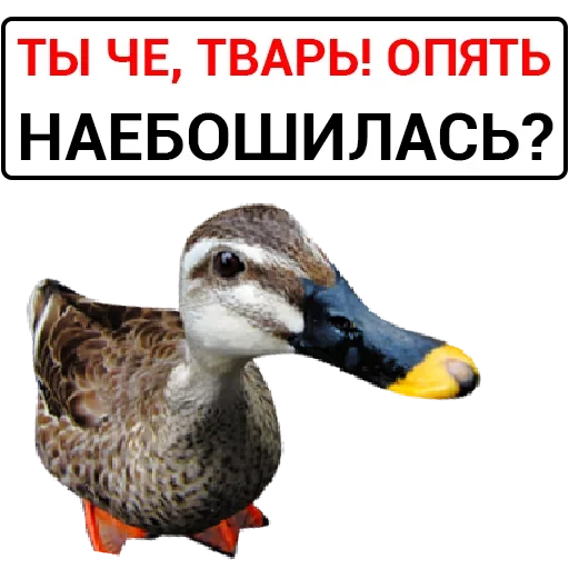 Эмодзи Злая Утка