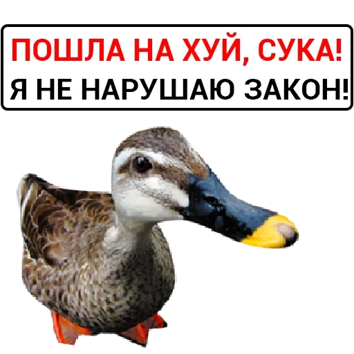 Эмодзи Злая Утка