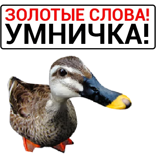 Эмодзи Злая Утка
