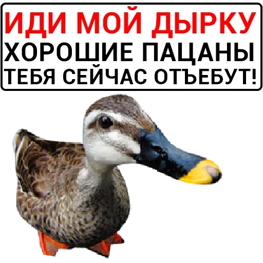 Эмодзи Злая Утка