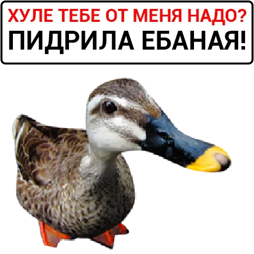 Эмодзи Злая Утка