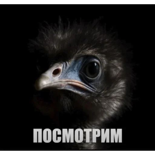 Эмодзи Птички