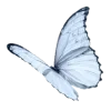 🦋