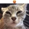 Эмодзи Котики