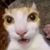 Эмодзи Котики