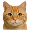 Эмодзи котейки